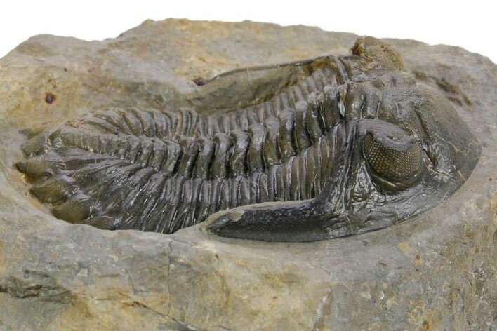 Detailed Hollardops Trilobite Fossil - Multi-Toned Preservation #359497